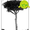 Tree_under_the_light
